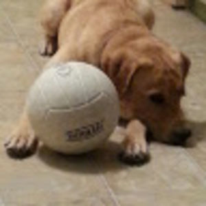 Meet your Posher, Bambi